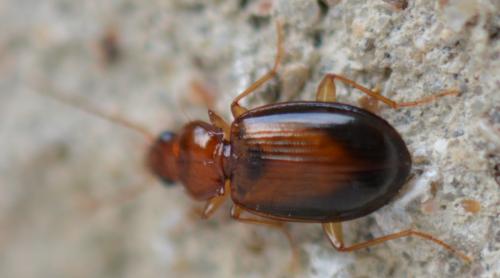 Ocys sp.
